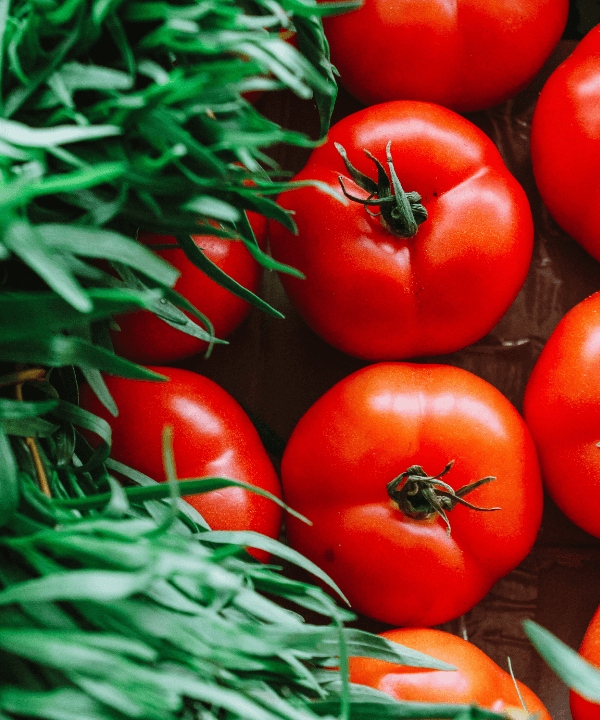 plantar tomates en maceta