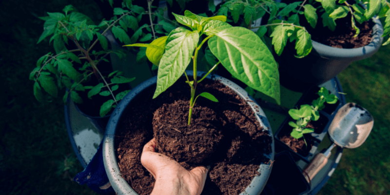 plantar pimientos en macetas