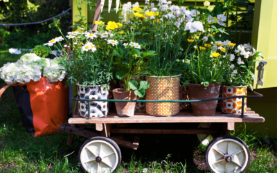 7 consejos para plantar flores en maceta o en el jardín de casa