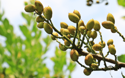 7 pasos para plantar pistachos